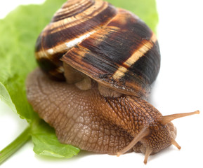 Snail on a white background