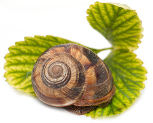 Snail on a white background