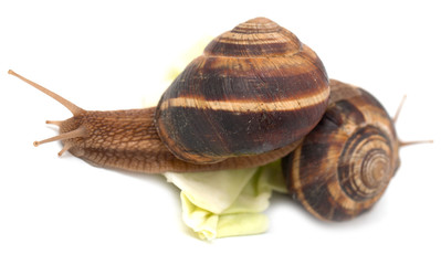 Snail on a white background