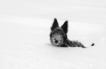 Small black dog in the snow