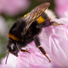 Big bumblebee sitting on a blossoming flower