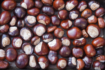 Rich brown autumn conkers from a horse chestnut tree as an abstract background texture