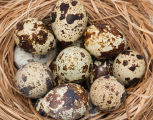 quail eggs on a wooden background