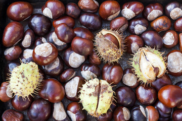 Rich brown autumn conkers from a horse chestnut tree as an abstract background texture