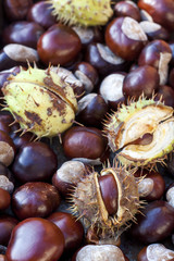 Rich brown autumn conkers from a horse chestnut tree as an abstract background texture