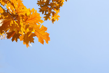 Yellow autumn leaves against the blue sky. Beautiful nature background.