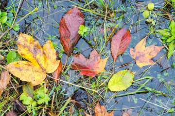 Bunte Blätter im Herbst in der Draufsicht