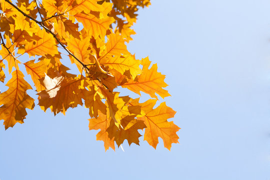 Yellow autumn leaves against the blue sky. Beautiful nature background.
