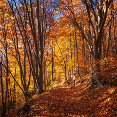 Colorful Trees In Autumn Forest near Rajecke Teplice, Slovakia