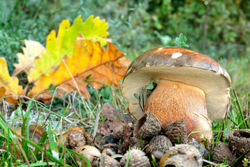 Dark cep or Bronze bolete mushroom