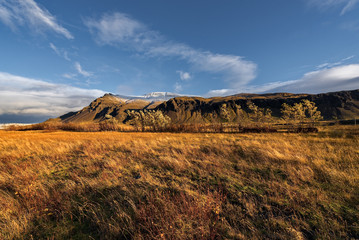Fototapeta na wymiar Iceland, Beautiful arctic landscape, wild field with bright yellow grass and moss and distant black hills against the background of blue sky, nature