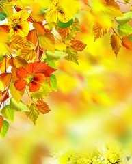 Fototapeta na wymiar autumn foliage. Autumn time. Gold autumn.