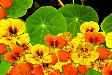 nasturtium flowers