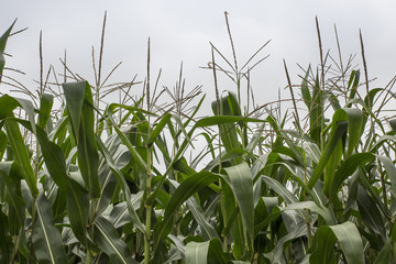 Flowering Maize