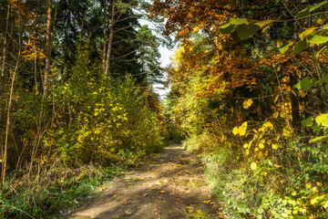 Fototapeta premium at the end of the summer