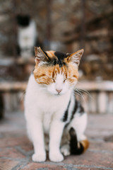 Mixed Breed White and Red Cat Sleep