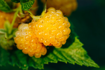 Raspberries. Growing Organic Berries Closeup. Ripe Raspberry In 