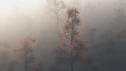 Tops of pine trees appear through fog.
