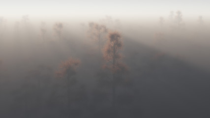 Sunbeams through misty pine tree forest.