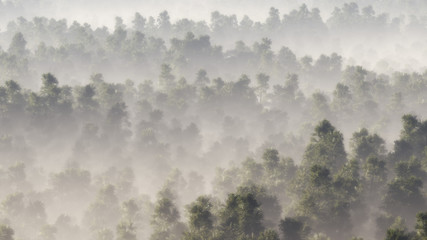Aerial of pine forest in mist.