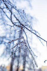 Beautiful winter branches in ice on the sky background  