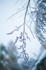 winter branches in ice on the sky background  