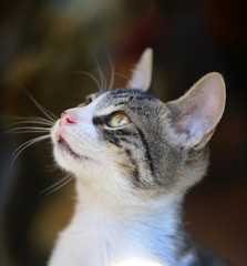Beautiful portrait  cat