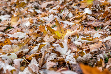  autumn leaves