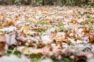  autumn leaves