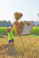 Farmers harvest rice