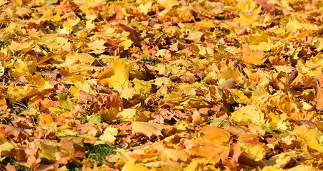 automne