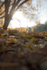 Herbst