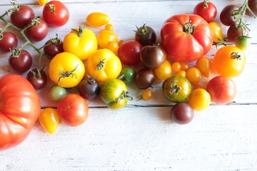 verschiedene alte Tomaten sorten bunt holztisch