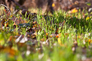 sunlight in green grass