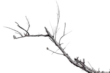 oiseaux sur branche sèche, fond blanc 