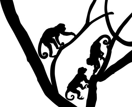 silhouette of Capucin Monkeys on tree branch