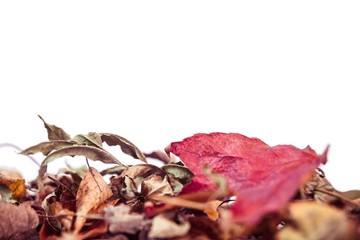 Autumn leaves with copy space