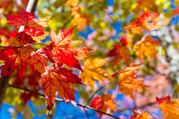 Foliage autumn leaves