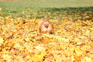 Running pomeranian dog. Portrait of cute pomeranian dog. Autumn dog. Dog in autumn yellow maple leaves.