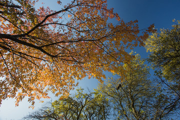 Autumn colorful trees