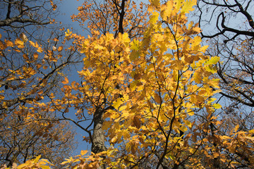 Autumn tree, yellow leaves