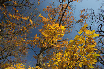 Autumn tree, yellow leaves