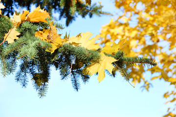 Fototapeta na wymiar Autumn maple leafs on spruce. Beautiful autumn. 