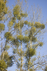 Mistletoe  and blue sky background