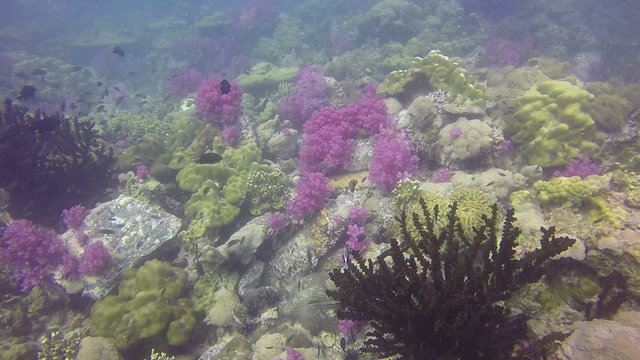 HD Format : under water shot of prolific teaming coral reef landscape, full of schooling fish and colorful softcorals, filmed in the Red Sea, Sudan.