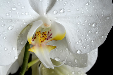 white orchid with drops of water on a dark background
