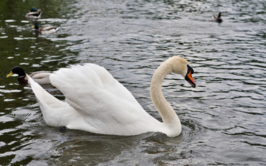 white swan on a pond