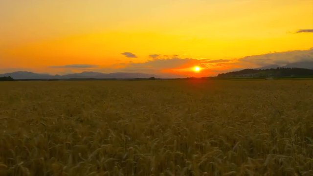 AERIAL: Beautiful yellow wheat field at golden summer sunset