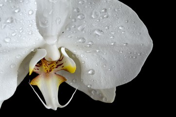 white orchid with drops of water on a dark background
