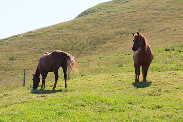Couple of horses